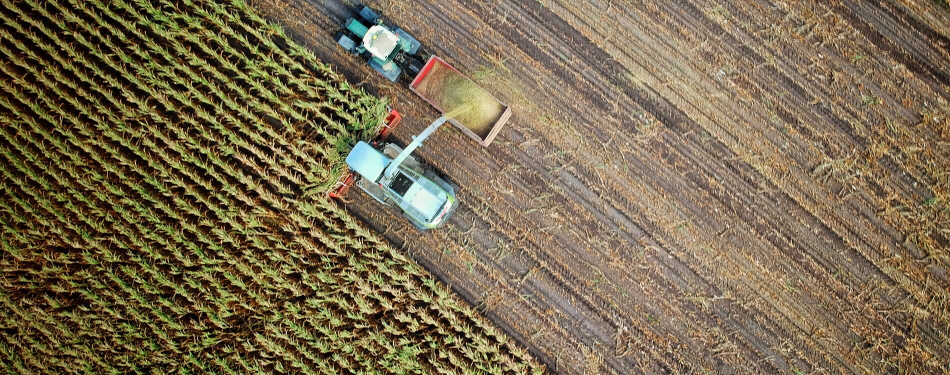 Food and Agriculture